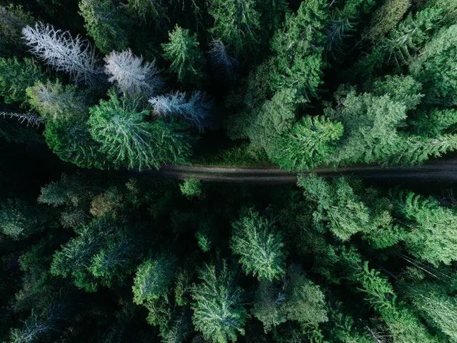 Forest representing responsible, sustainable production